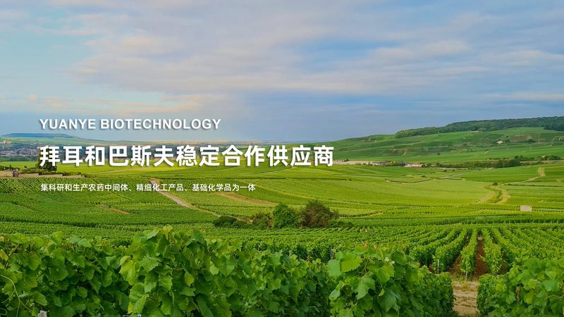 组织块法原代细胞培养：关键步骤与注意事项**